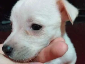 Cachorro raça Vira lata com capa preta idade Abaixo de 2 meses nome Caroline