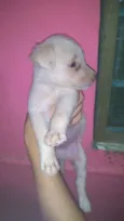 Igor