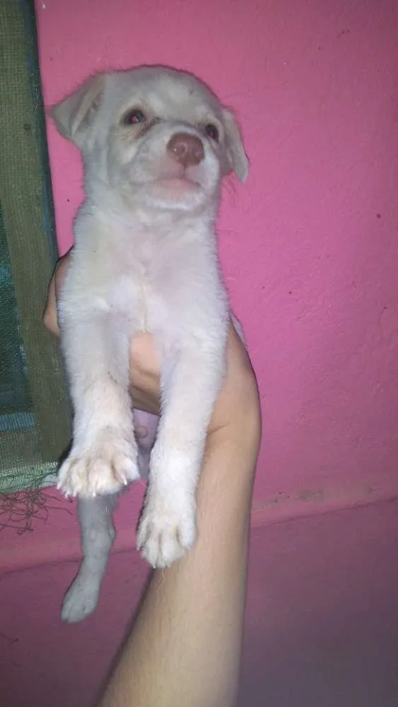 Cachorro ra a Vira lata com capa preta idade Abaixo de 2 meses nome Igor