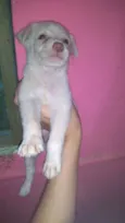 Igor