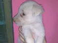 Igor