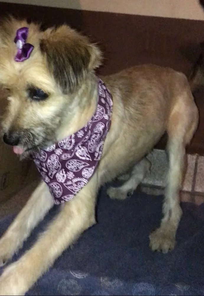 Cachorro ra a Sem raça idade 7 a 11 meses nome Pitu