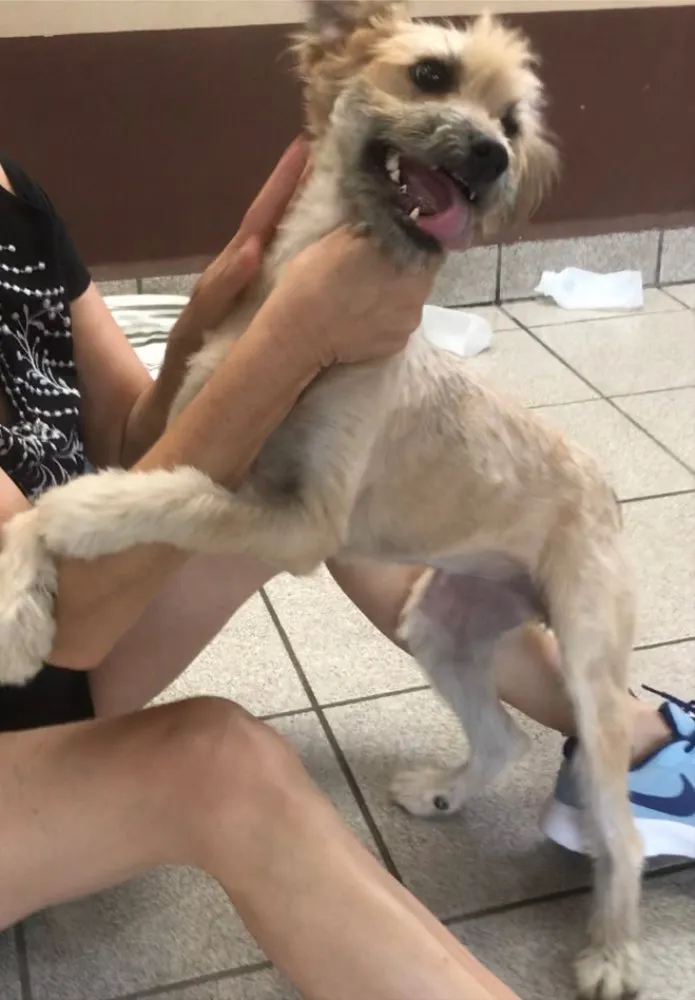 Cachorro ra a Sem raça idade 7 a 11 meses nome Pitu