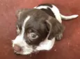 Cachorrinha