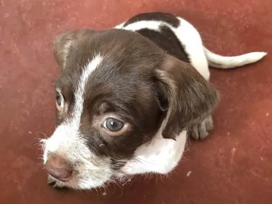 Cachorro ra a Vira Lata idade 2 a 6 meses nome Cachorrinha