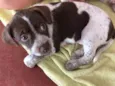 Cachorrinha