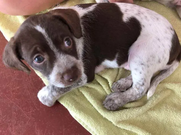 Cachorro ra a Vira Lata idade 2 a 6 meses nome Cachorrinha