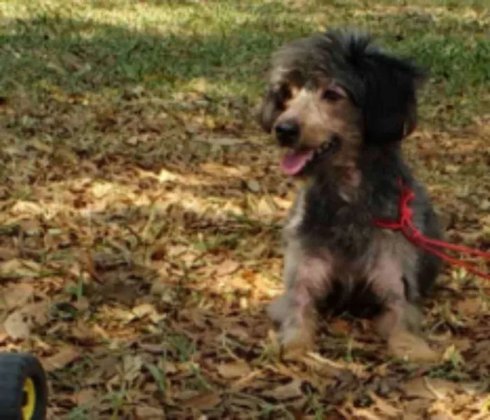 Cachorro ra a Indeferida idade 6 ou mais anos nome Susy