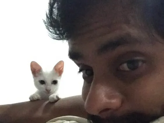 Gato ra a  idade 2 a 6 meses nome Fumaça 