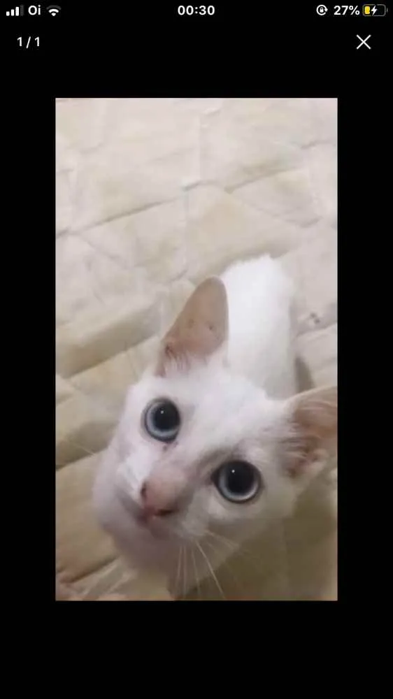 Gato ra a  idade 2 a 6 meses nome Fumaça 