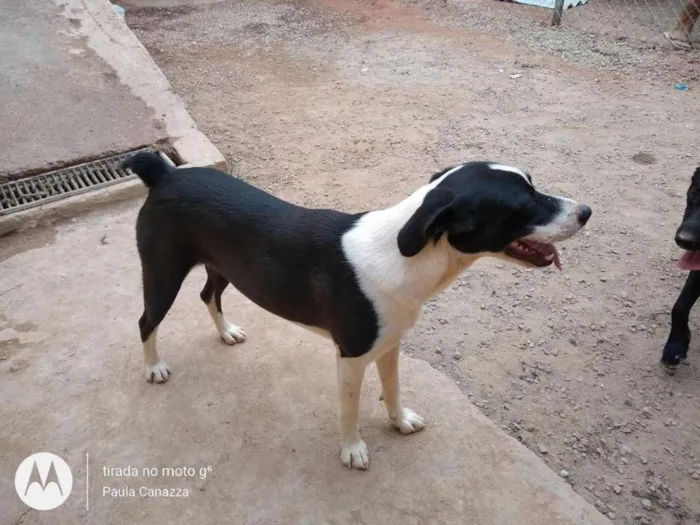 Cachorro ra a SRD idade 2 anos nome Pandora