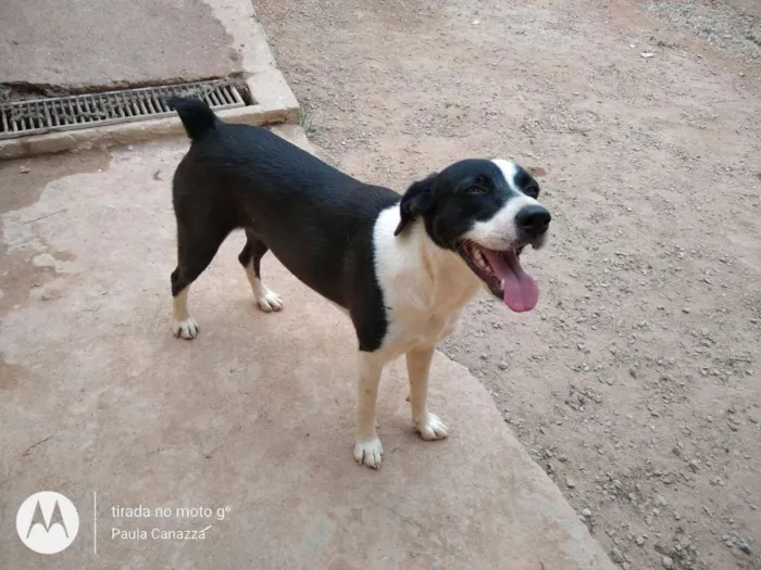 Cachorro ra a SRD idade 2 anos nome Pandora