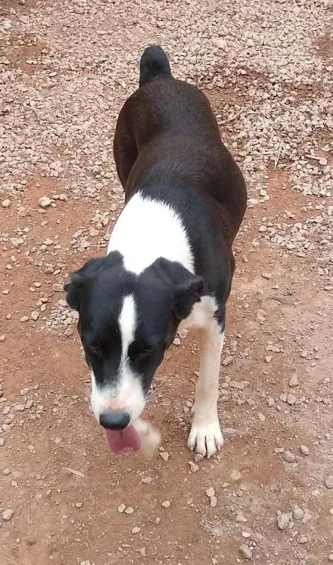 Cachorro ra a SRD idade 2 anos nome Pandora