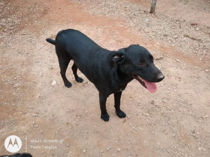 Cachorro ra a SRD idade 1 ano nome Max