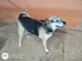 Toby