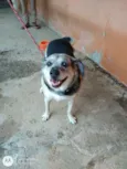 Toby