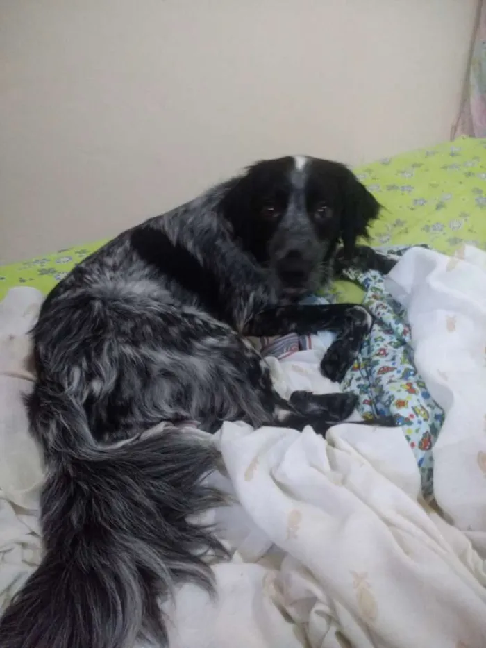 Cachorro ra a Mistura com cocker idade 7 a 11 meses nome Juquinha