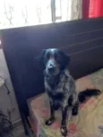 Juquinha