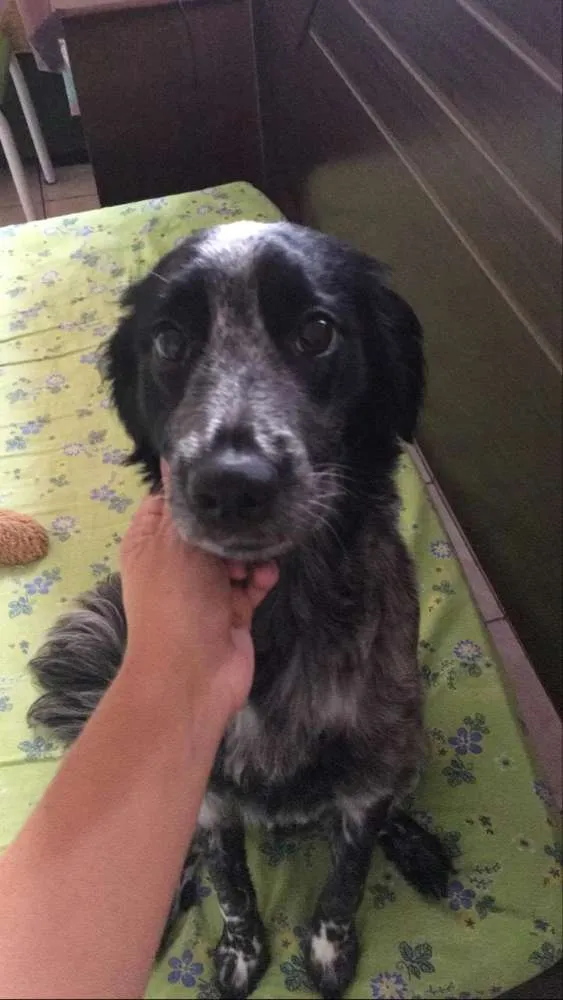 Cachorro ra a Mistura com cocker idade 7 a 11 meses nome Juquinha