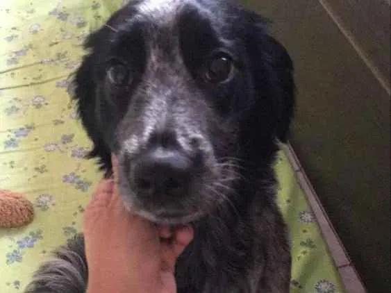 Cachorro ra a Mistura com cocker idade 7 a 11 meses nome Juquinha