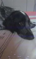 Juquinha
