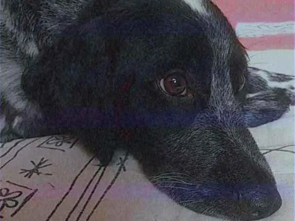 Cachorro ra a Mistura com cocker idade 7 a 11 meses nome Juquinha