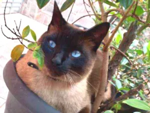 Gato raça Siamês idade 3 anos nome Paçoca