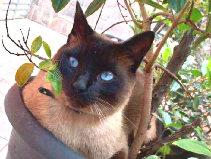 Gato ra a Siamês idade 3 anos nome Paçoca