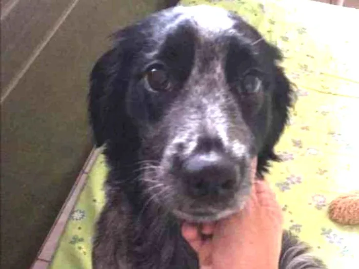 Cachorro ra a Mistura com cocker idade 7 a 11 meses nome Juquinha