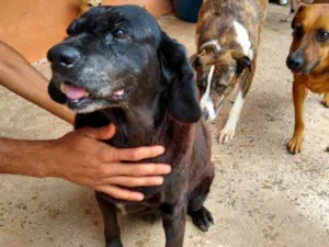 Cachorro raça SRD idade 6 ou mais anos nome Clara Senhora