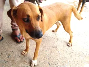 Cachorro raça SRD idade 3 anos nome Mel