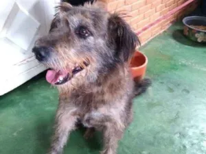 Cachorro raça SRD idade 3 anos nome Negão