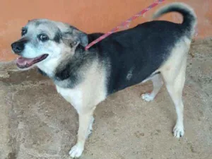 Cachorro raça SRD idade 5 anos nome Toby