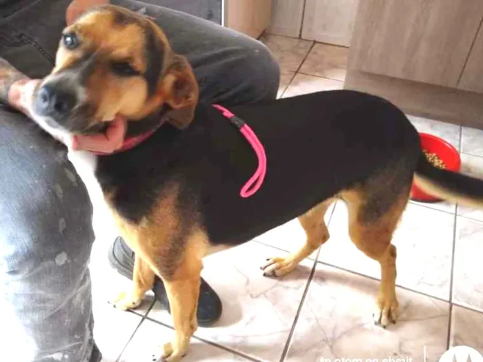 Cachorro raça SRD idade 4 anos nome Guilherme