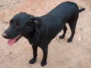 Cachorro raça SRD idade 1 ano nome Max