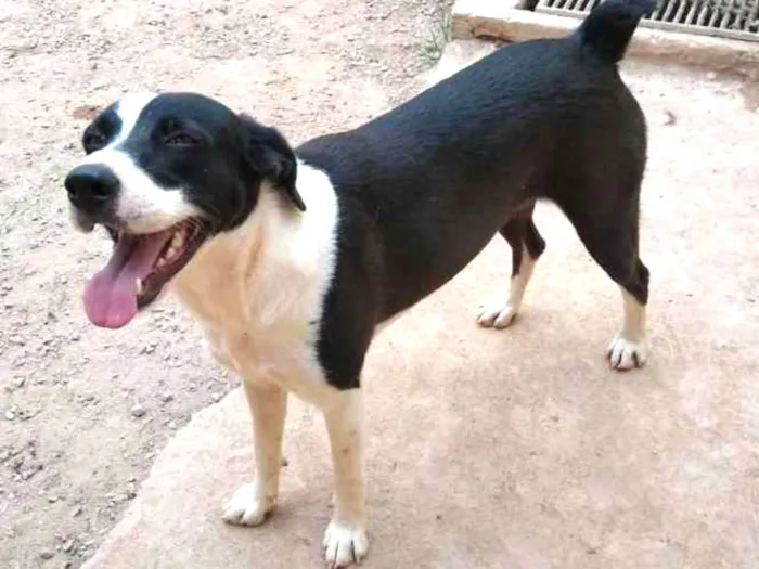 Cachorro ra a SRD idade 2 anos nome Pandora