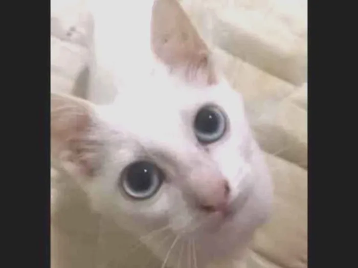 Gato ra a  idade 2 a 6 meses nome Fumaça 