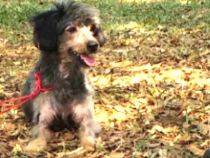 Cachorro ra a Indeferida idade 6 ou mais anos nome Susy