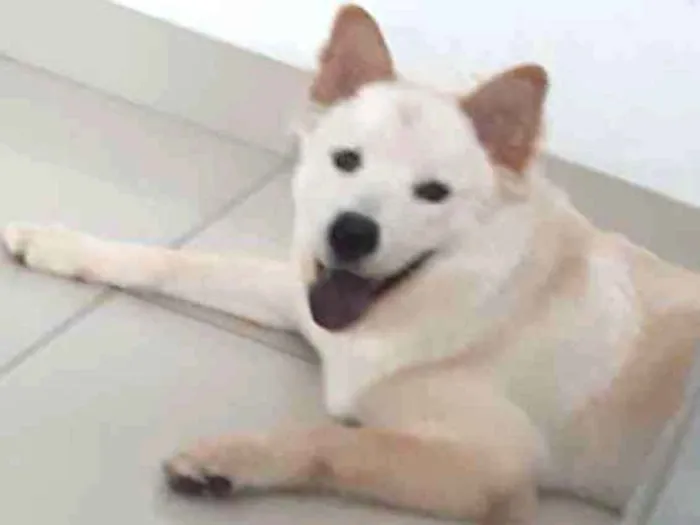 Cachorro raça Chow Chow idade 1 ano nome Menino