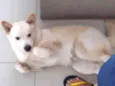Menino