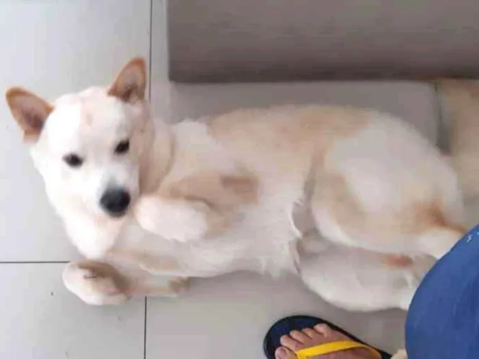 Cachorro raça Chow Chow idade 1 ano nome Menino