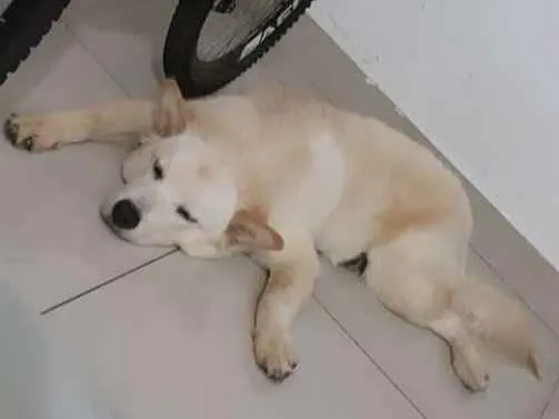 Cachorro raça Chow Chow idade 1 ano nome Menino