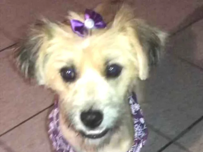Cachorro ra a Sem raça idade 7 a 11 meses nome Pitu