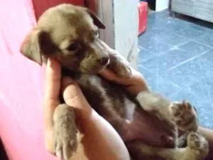 Cachorro raça Vira lata com capa preta idade Abaixo de 2 meses nome Mimi