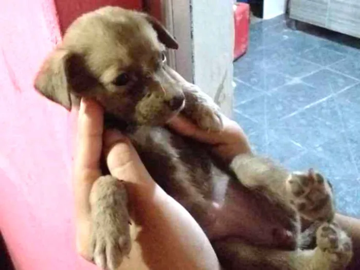 Cachorro ra a Vira lata com capa preta idade Abaixo de 2 meses nome Mimi