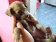 Mimi