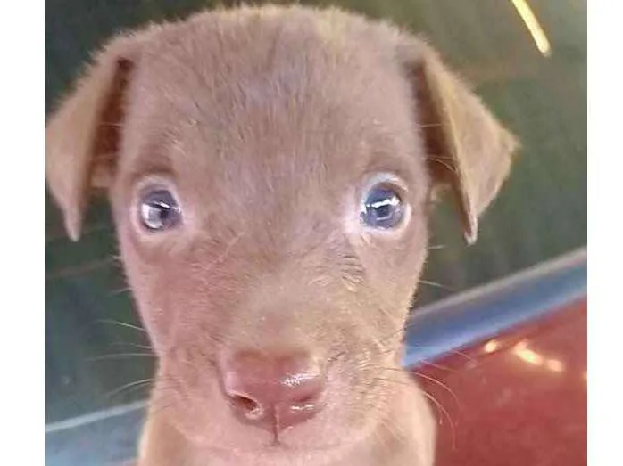 Cachorro ra a Vira lata com capa preta idade Abaixo de 2 meses nome Eduardo