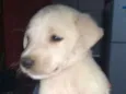 Bernardo