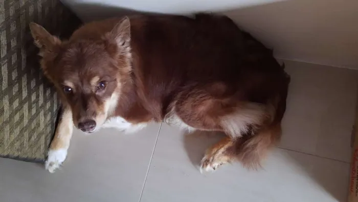 Cachorro ra a Border Collie idade 6 ou mais anos nome Kira