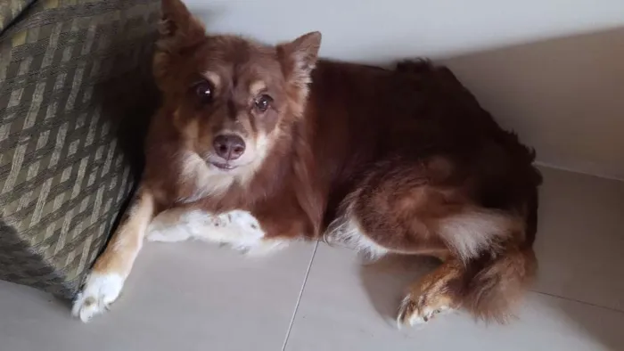 Cachorro ra a Border Collie idade 6 ou mais anos nome Kira